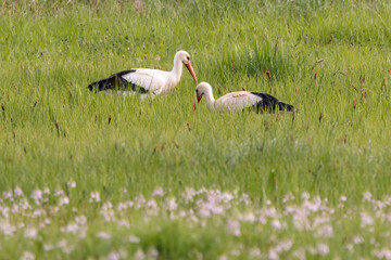 Obraz premium Beautiful white storks wandering in spring flower meadow