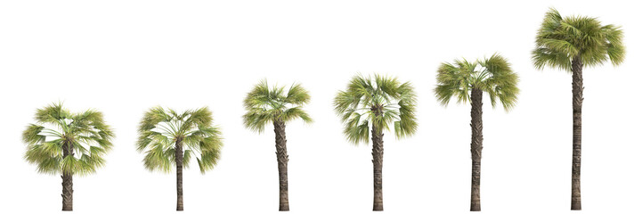 Fototapeta na wymiar 3d illustration of set Borassus flabellifer palm isolated on transparent background