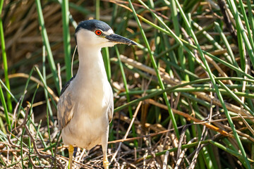 Close-up of Black-crowned night heron (Nycticorax nycticorax) 