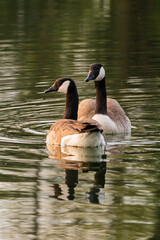 Beautiful canada goose resting on a lake during sunny day