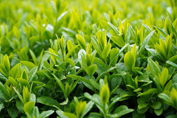 green leaves in the rain