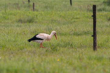 Beautiful white stork wandering in spring flower meadow