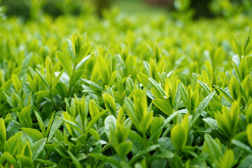 green leaves in the rain