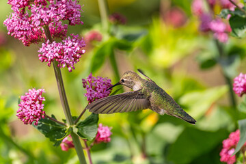Hummingbird drinks nectar from 
Red Valerian (Centranthus Ruber) flower. 