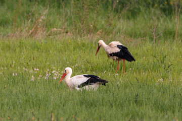 Beautiful white storks wandering in spring flower meadow