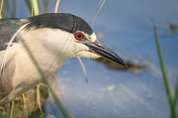 Close-up of Black-crowned night heron (Nycticorax nycticorax) 