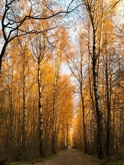 Golden hour at forest trees alley