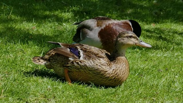 couple de canards colvert dans un pr&eacute;