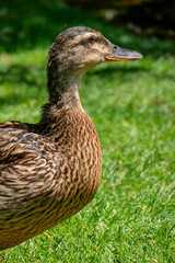 cane de canard Colvert dans un parc en gros plan