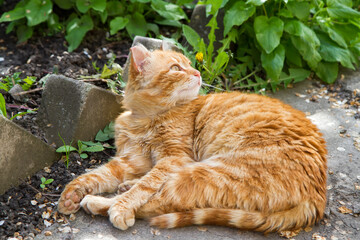 The cat is resting in the garden. A red cat is lying on the ground. The cat looks away.