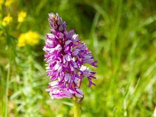Helm-Knabenkraut (Orchis militaris). Detail des Blütenstands. Weißlich-rosa Blütenhüllblätter...