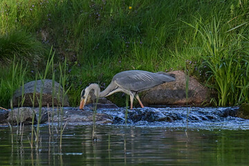 Heron catches fish on a river.