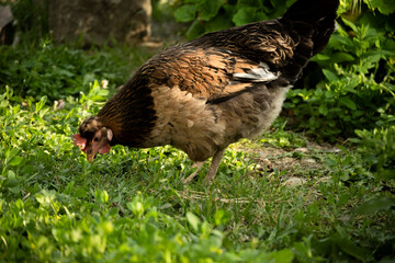 Free hens and rooster graze on the meadow, livestock, farm-agriculture concept
