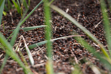 Wild red ants in the wild. Anthill close-up. High quality photo