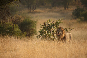 Afrikanischer Löwe / African lion / Panthera leo...