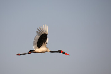Sattelstorch / Saddle-billed stork / Ephippiorhynchus senegalensis.
