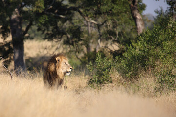 Afrikanischer Löwe / African lion / Panthera leo.