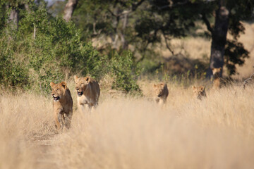 Afrikanischer Löwe / African lion / Panthera leo.