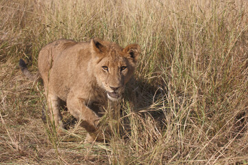 Afrikanischer Löwe / African lion / Panthera leo..