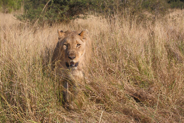 Afrikanischer Löwe / African lion / Panthera leo.