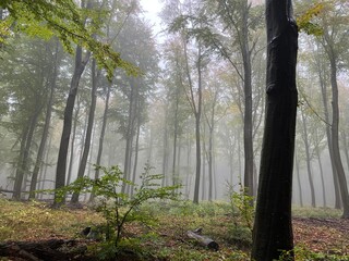 misty morning in the forest