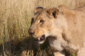 Afrikanischer Löwe / African lion / Panthera leo.