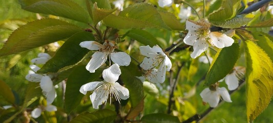Wiosenne białe kwiaty jabłoni - obrazy, fototapety, plakaty