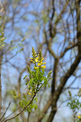 Dalmatian laburnum flowers