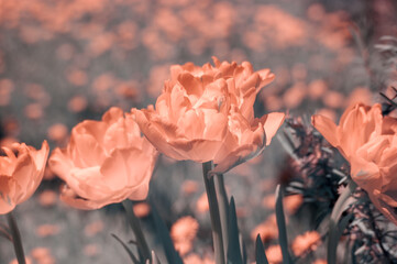 tulips in infrared