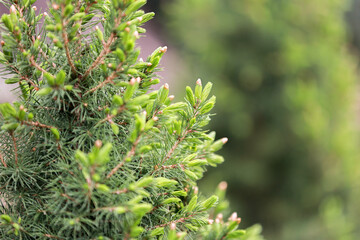 Pinus galuca conica in spring in the garden.