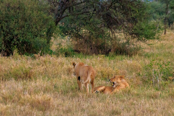 Fototapeta na wymiar Two lionesses (Panthera leo) playing in savannah in Serengeti National Park, Tanzania
