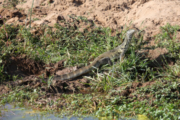 Obraz premium Nilwaran / Nile monitor / Varanus niloticus