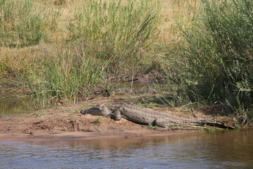 Nilkrokodil / Nile crocodile / Crocodylus niloticus