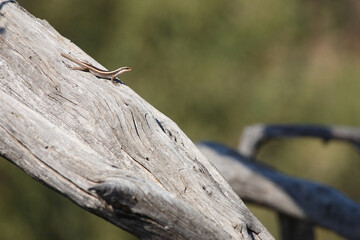 Afrikanischer Streifenskink oder Gestreifte Mabuye / African striped skink / Trachylepis striata uel Mabuya striata