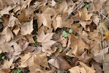 hojas en el final de otoño