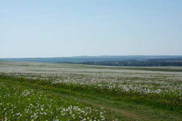 Beautiful landscape. A field with dandelions and a forest in the distance.
