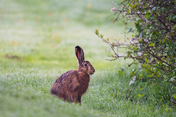 a sitting hare in the morning dew next to a blossoming tree