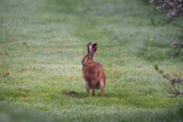 an attentive hare in the morning dew