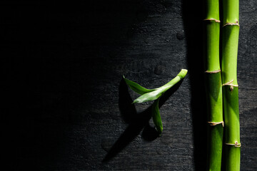 Concept of tropical and summer plant - bamboo