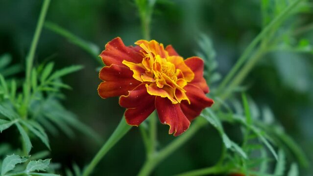 image of an orange carnation flower