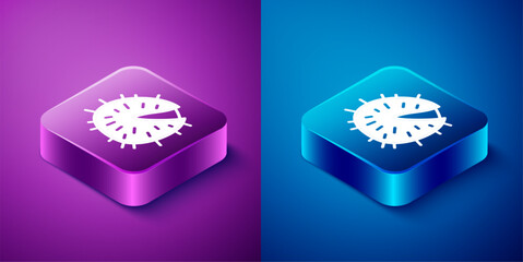 Isometric Chestnut icon isolated on blue and purple background. Barbed and strong chestnut. Square button. Vector