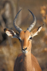 Schwarzfersenantilope / Impala / Aepyceros melampus