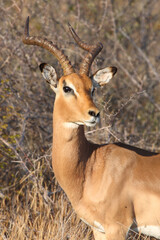 Schwarzfersenantilope / Impala / Aepyceros melampus