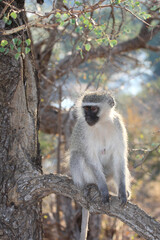 Grüne Meerkatze / Vervet monkey / Cercopithecus aethiops .