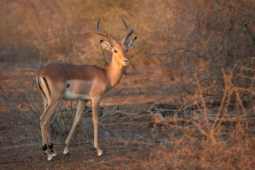Schwarzfersenantilope / Impala / Aepyceros melampus