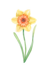 Daffodil flower. Bright yellow spring flower with orange middle and green long thin leaves. Hand-drawn watercolor illustration.
