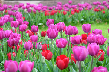 Obraz premium Triumph Tulip 'Negrita' in flower.