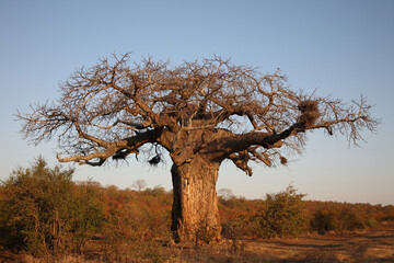 Fototapeta na wymiar Affenbrotbaum / Baobab / Adansonia digitata