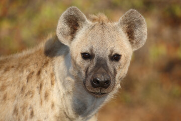T&uuml;pfelhy&auml;ne / Spotted hyaena / Crocuta crocuta