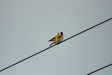 goldfinch perched on a power cable with sky in the background
